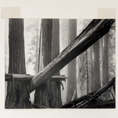 Bruce Barnbaum - Fallen Sequoias