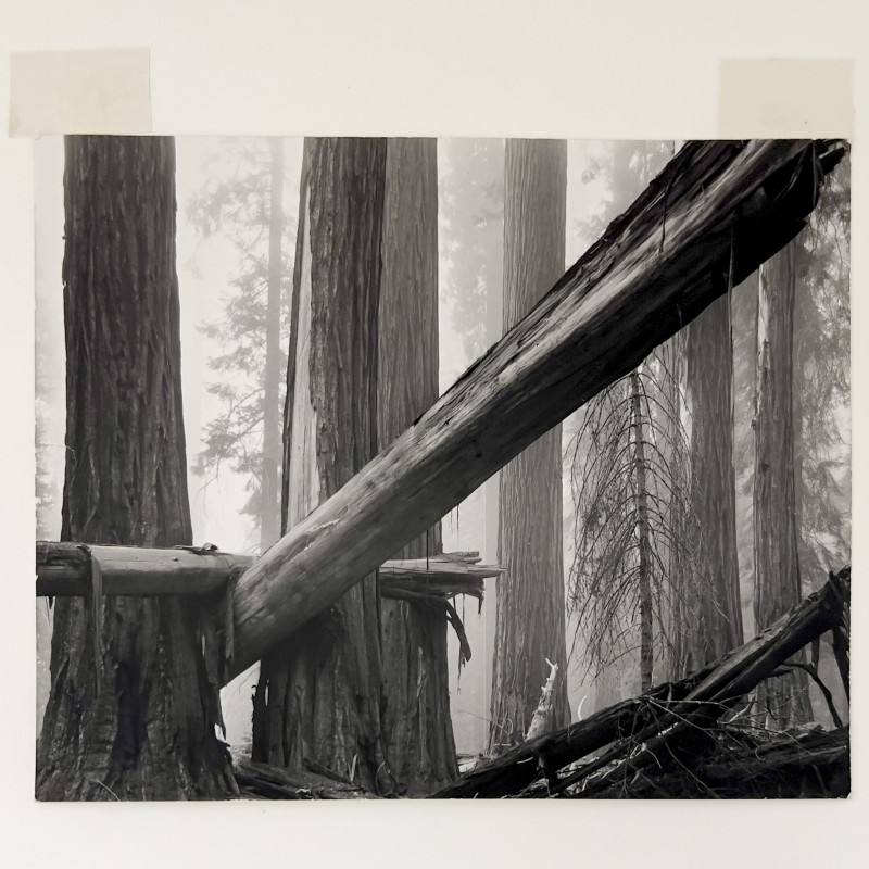 Bruce Barnbaum - Fallen Sequoias