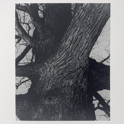 Image for Lot Edward Steichen - Venerable Tree Trunk