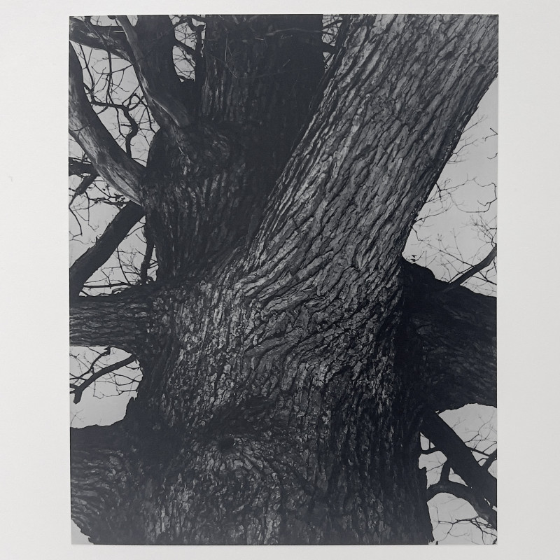Edward Steichen - Venerable Tree Trunk
