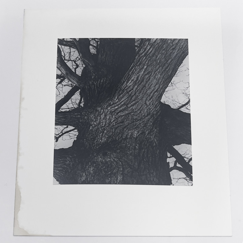 Edward Steichen - Venerable Tree Trunk