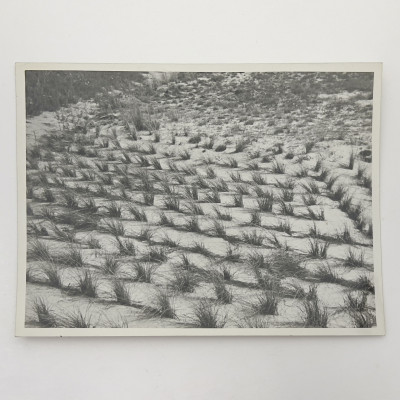 Image for Lot Erwin Blumenfeld - Untitled (Grasses)