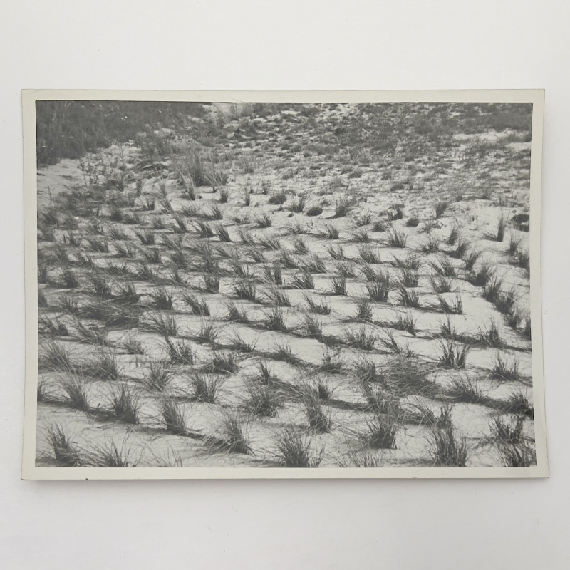 Erwin Blumenfeld - Untitled (Grasses)