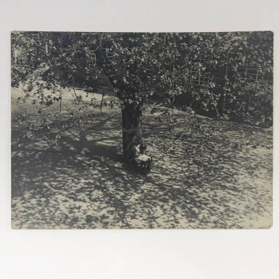 Image for Lot Ella Bergmann-Michel - Untitled (Girl Reading Under a Tree)