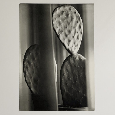 Image for Lot Florence Henri - Composition (Cactus)