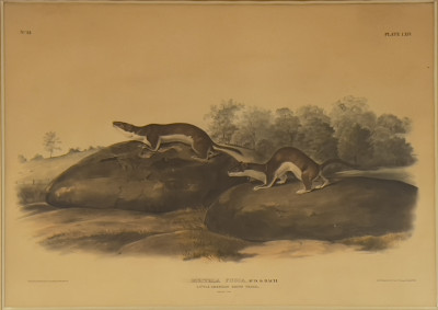 John James Audubon - Four American Mammals (4)