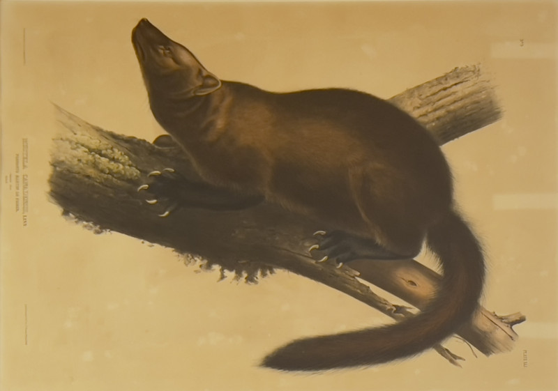 John James Audubon - Four American Mammals (4)