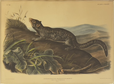 John James Audubon - Four American Mammals (4)