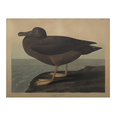 Image for Lot John James Audubon - Dusky Albatros