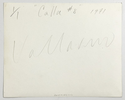 Vincent Vallarino - Calla #8