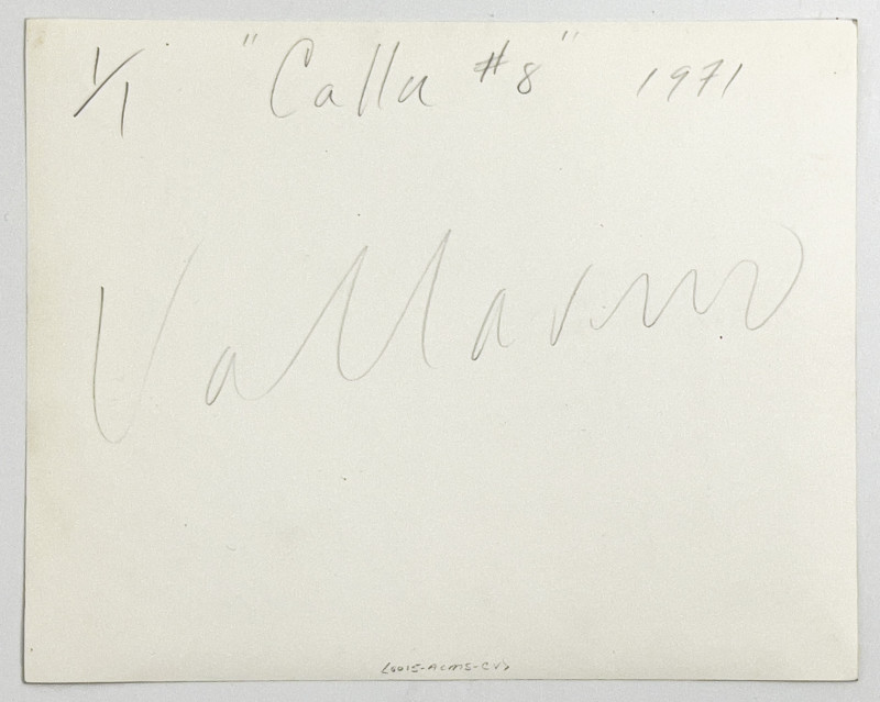 Vincent Vallarino - Calla #8