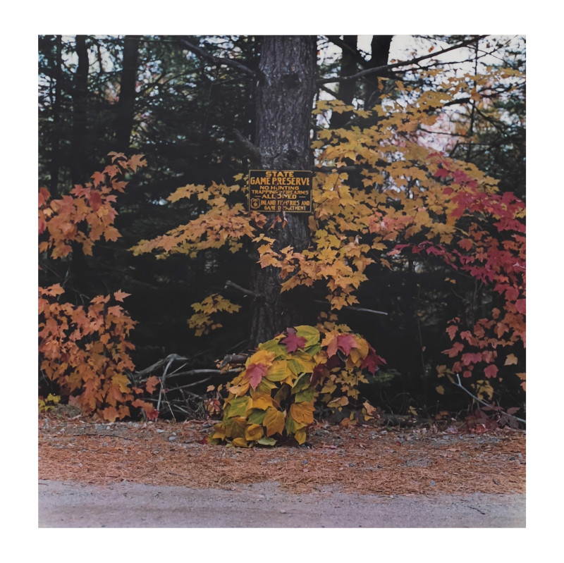 William Wegman - Rangeley, Maine