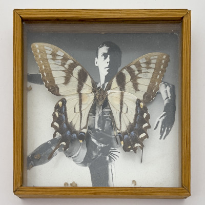 Image for Lot Paul Taylor - Tiger Swollowtail (Butterfly mounted Photograph)