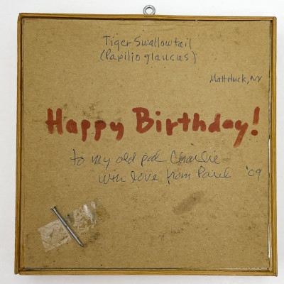 Paul Taylor - Tiger Swollowtail (Butterfly mounted Photograph)