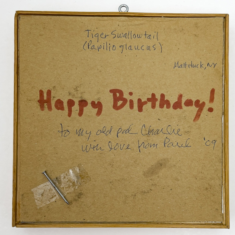 Paul Taylor - Tiger Swollowtail (Butterfly mounted Photograph)