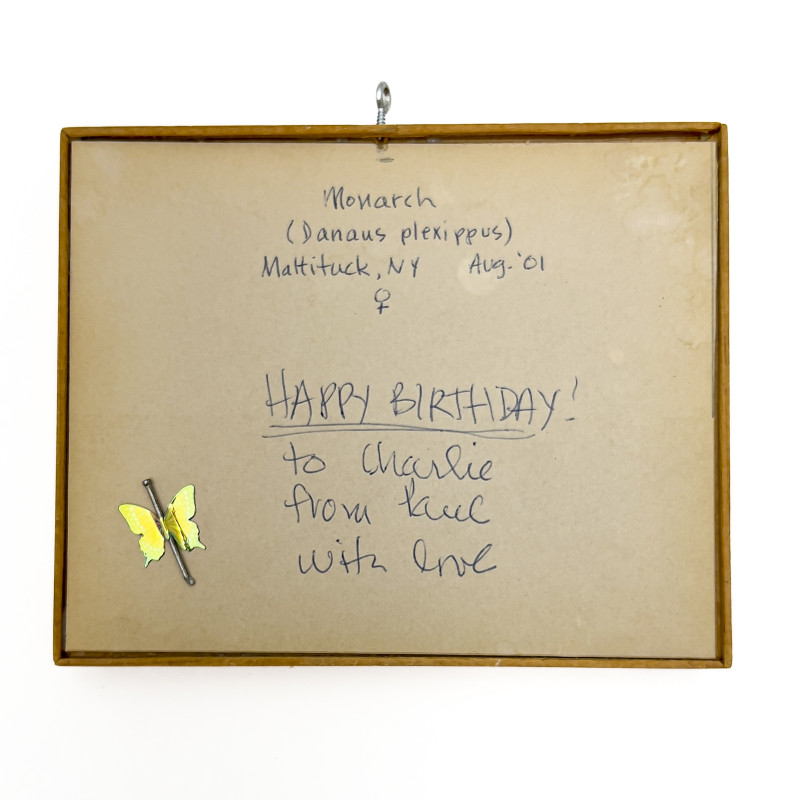 Paul Taylor - Monarch (Butterfly mounted Photograph)