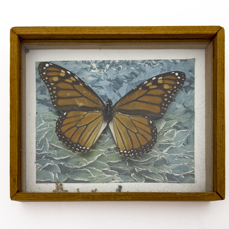 Paul Taylor - Monarch (Butterfly mounted Photograph)