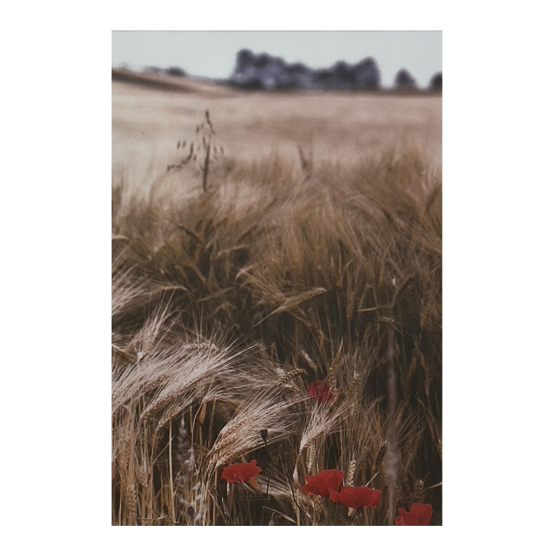 Ralph Gibson - Wheat Field, Burgundy