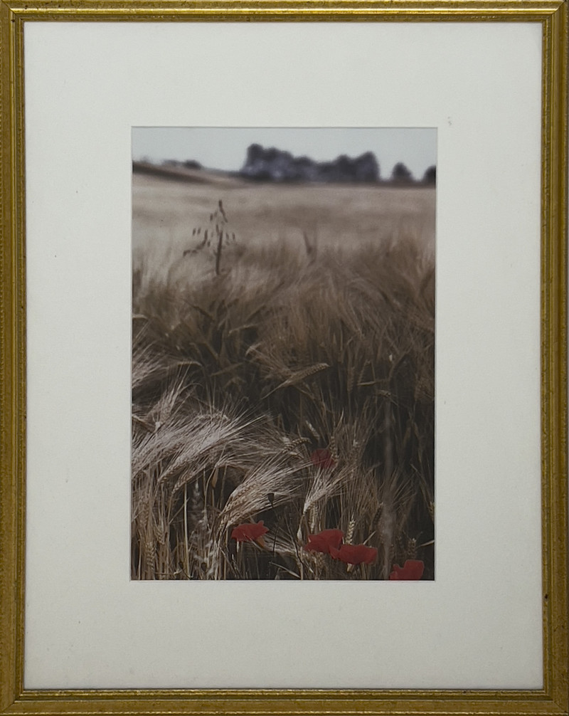 Ralph Gibson - Wheat Field, Burgundy