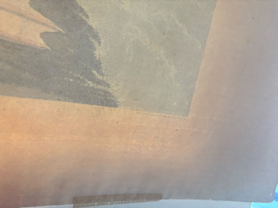 John James Audubon - Dusky Albatros