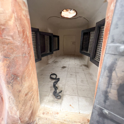 Melissa Zink - Untitled (blindfolded woman with dog)