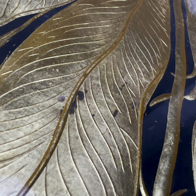 French Gilt Glass Tulip Dishes, Set of 13