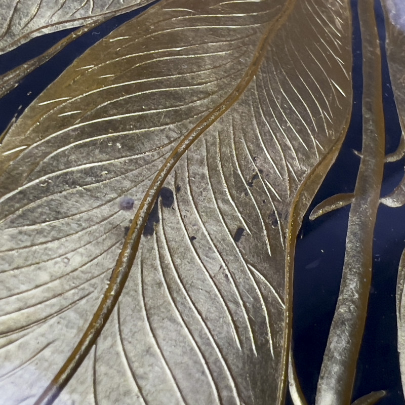 French Gilt Glass Tulip Dishes, Set of 13