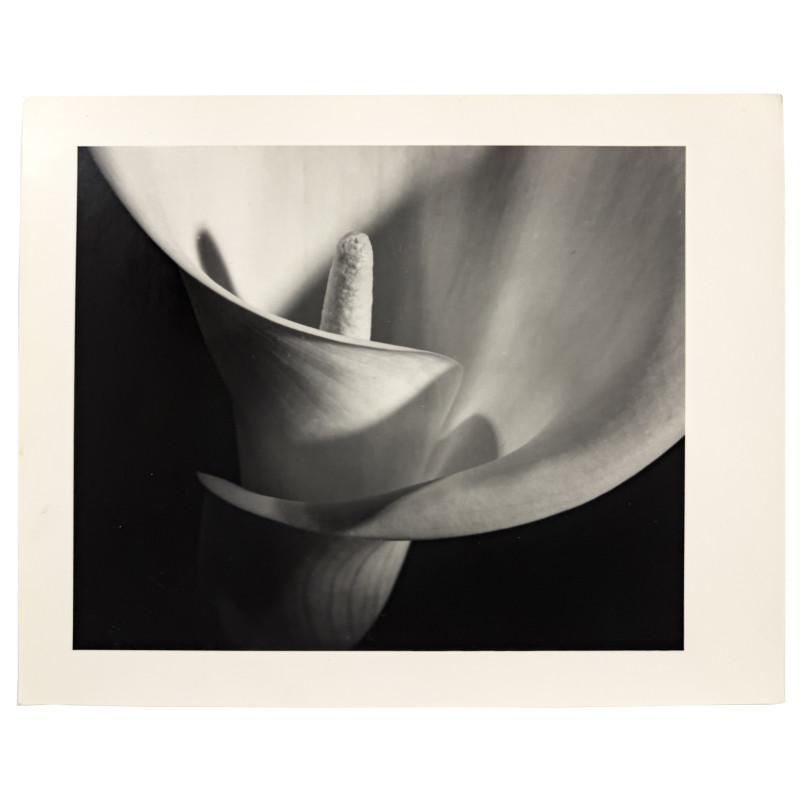 Vincent Vallarino - Calla #8