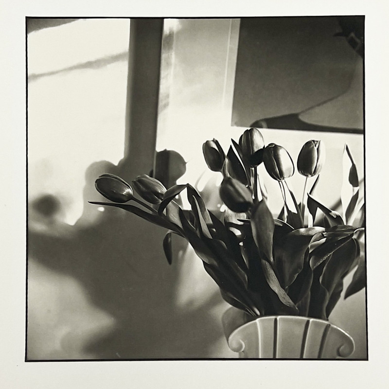 Bruce Cratsley - New Jersey Tulips