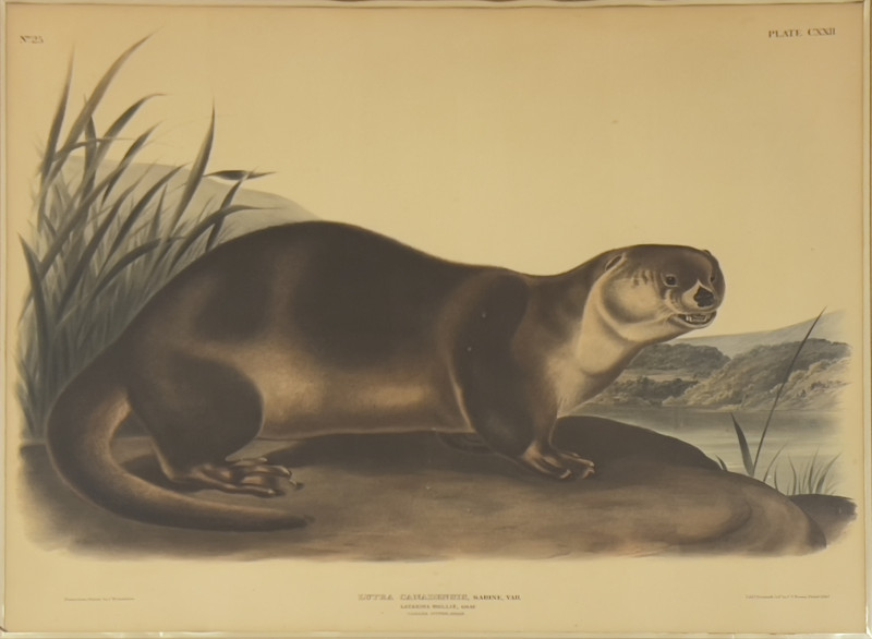 John James Audubon - Four American Mammals (4)