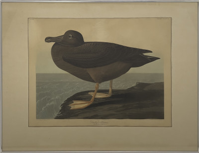John James Audubon - Dusky Albatros