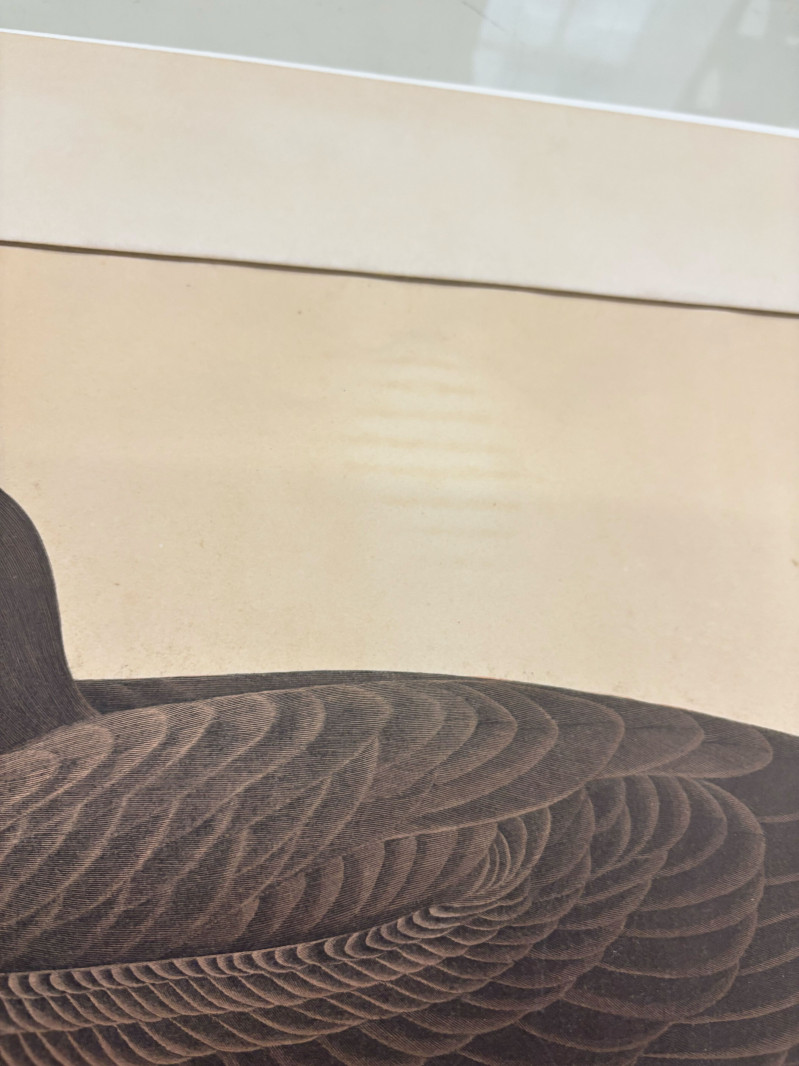 John James Audubon - Dusky Albatros