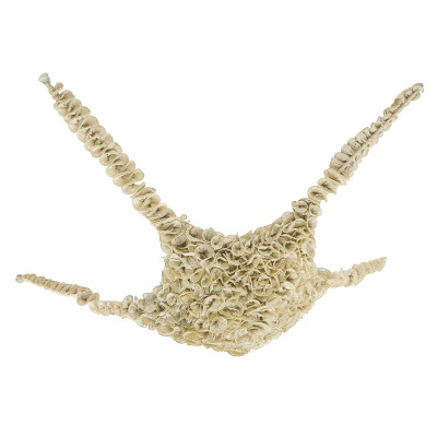Ayala Serfaty - Starfish