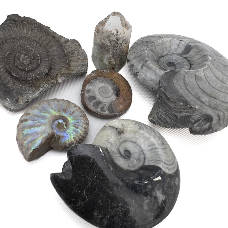 A Collection of Natural Geodes, Minerals, and Fossilized Ammonite Specimens