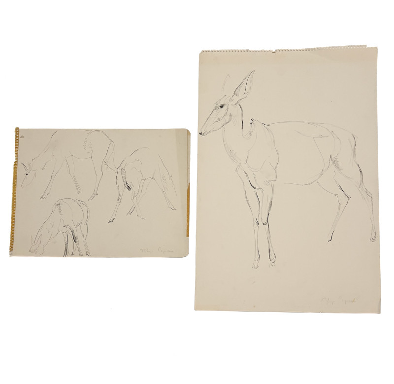 Rhys Caparn - Untitled (deer sketches)