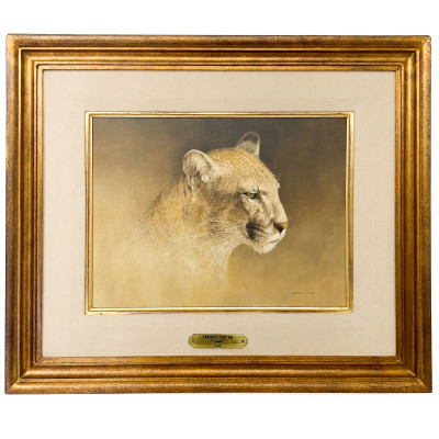 Enrique Castro - Cougar (Felis concolor)